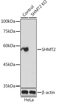 [KO Validated] SHMT2 Rabbit pAb