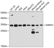 SNRPA1 Rabbit pAb