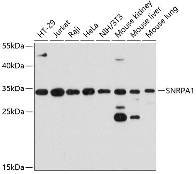 SNRPA1 Rabbit pAb