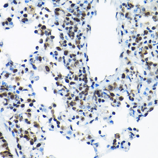 SNRPA1 Rabbit pAb