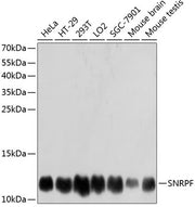 SNRPF Rabbit pAb
