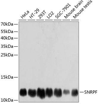 SNRPF Rabbit pAb