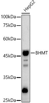 BHMT Rabbit pAb