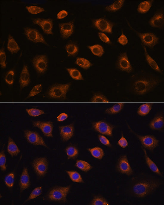 CDH11 Rabbit pAb