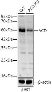 ACD Rabbit pAb