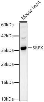 SRPX Rabbit pAb