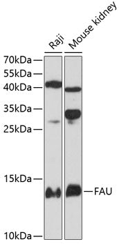 FAU Rabbit pAb