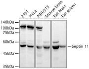 Septin 11 Rabbit pAb