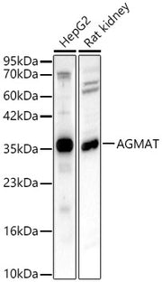 AGMAT Rabbit pAb