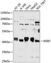 WSB1 Rabbit pAb