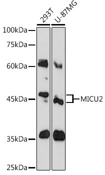 MICU2 Rabbit pAb