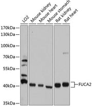 FUCA2 Rabbit pAb