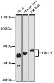 Cdc25C Rabbit mAb