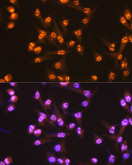 Cdc25C Rabbit mAb