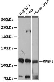 RRBP1 Rabbit pAb