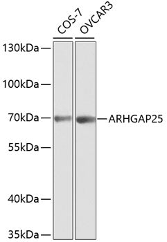 ARHGAP25 Rabbit pAb