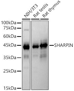 SHARPIN Rabbit pAb