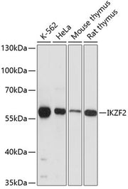 IKZF2 Rabbit pAb