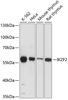 IKZF2 Rabbit pAb