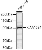 KIAA1524 Rabbit pAb