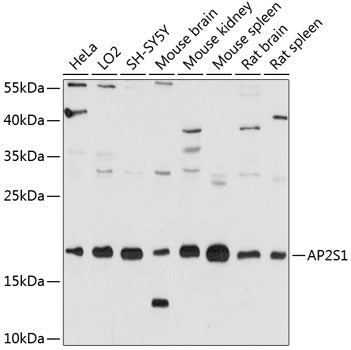 AP2S1 Rabbit pAb