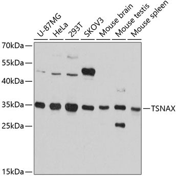 TSNAX Rabbit pAb