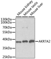 AKR7A2 Rabbit pAb