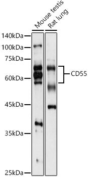 CD55 Rabbit pAb