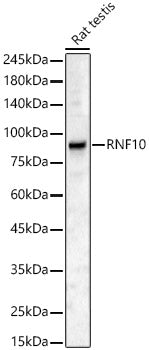 RNF10 Rabbit pAb