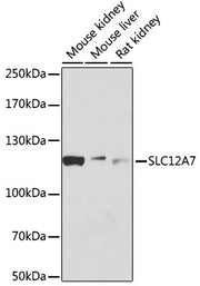 SLC12A7 Rabbit pAb