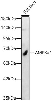 AMPKα1 Rabbit pAb