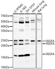 VEGFA Rabbit pAb