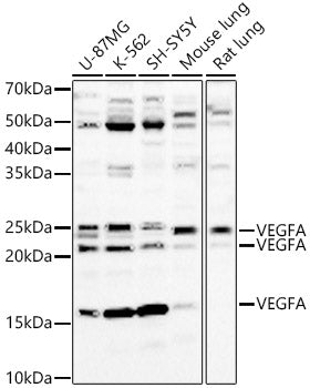 VEGFA Rabbit pAb