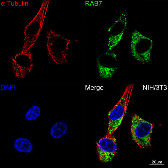 RAB7 Rabbit mAb