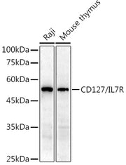 CD127/IL7R Rabbit pAb