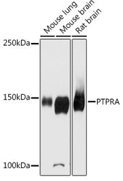 PTPRA Rabbit pAb