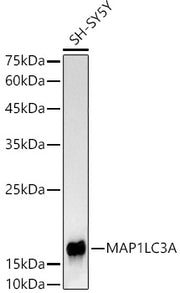 MAP1LC3A Rabbit mAb