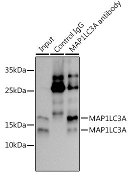 MAP1LC3A Rabbit mAb