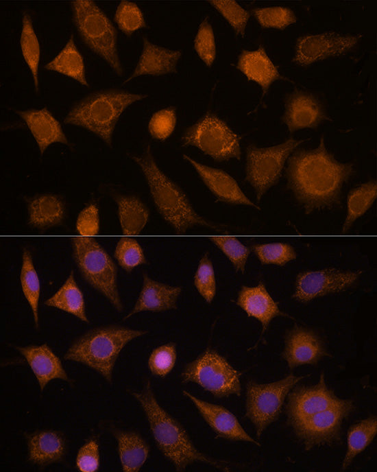 CDC20 Rabbit pAb