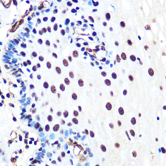 Ku80 Rabbit mAb