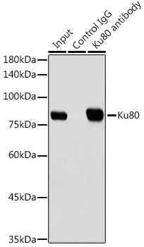 Ku80 Rabbit mAb