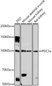 PGC1α Rabbit pAb