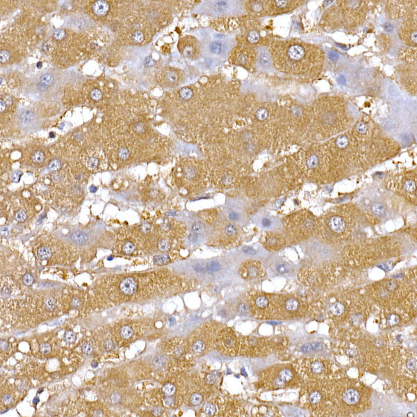 PGC1α Rabbit pAb