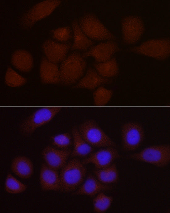 PGC1α Rabbit pAb