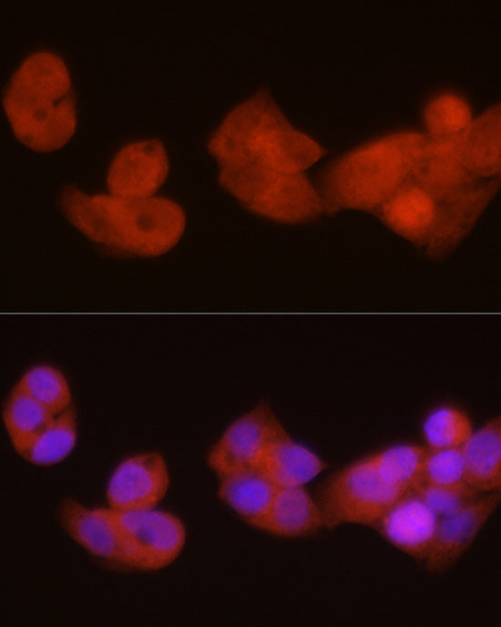 PGC1α Rabbit pAb