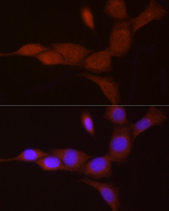 PGC1α Rabbit pAb