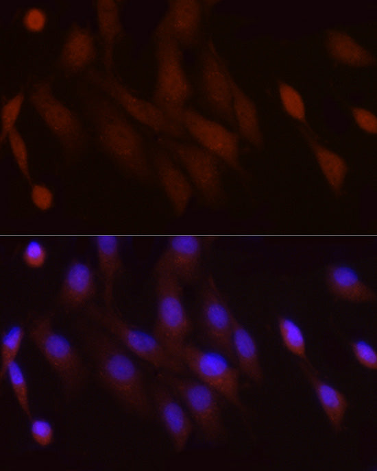 PGC1α Rabbit pAb