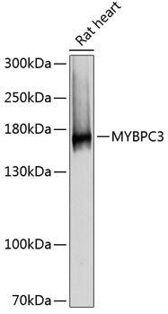 MYBPC3 Rabbit pAb