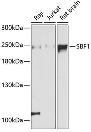 SBF1 Rabbit pAb