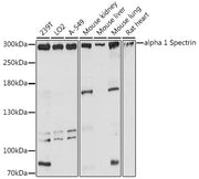 alpha 1 Spectrin Rabbit pAb